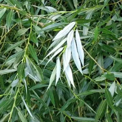 Ива ломкая  в Бресте