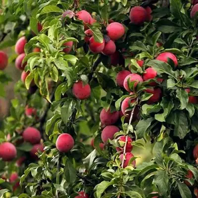 Слива КЛЕОПАТРА в Бресте