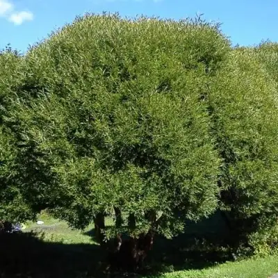 Ива ломкая  в Бресте