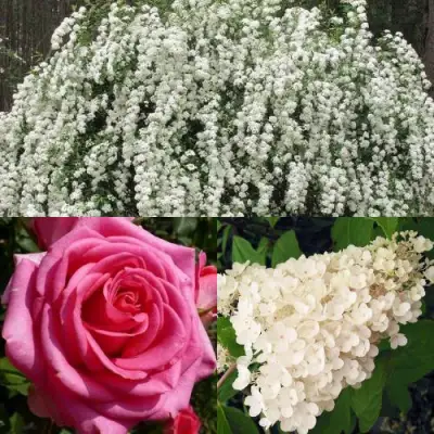 Комплект ВЕЧНАЯ КЛАССИКА в Бресте