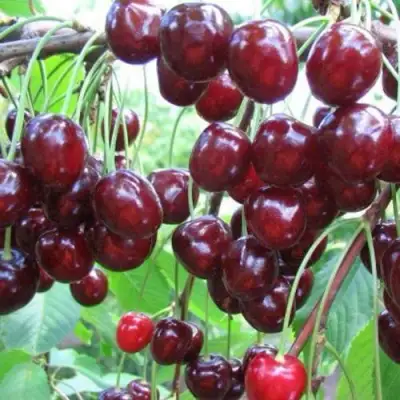 Черешня ОВСТУЖЕНКА в Бресте