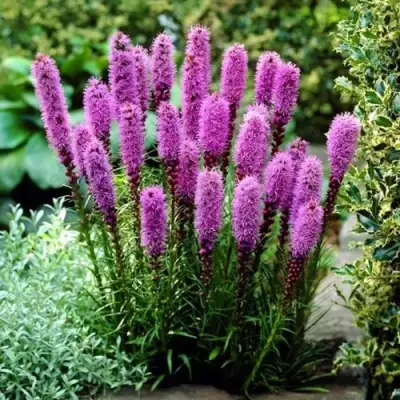 Лиатрис РОЗЕА колосковая в Бресте