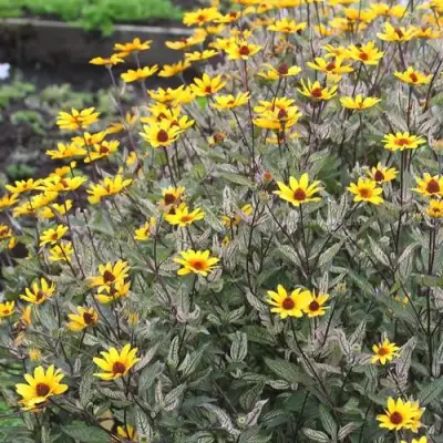 Гелиопсис САММЕР ПИНК в Бресте