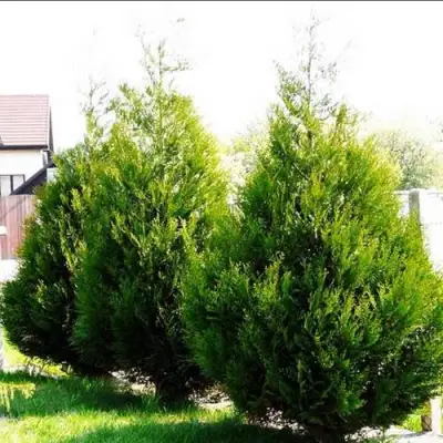 Туя АТРОВИРЕНС складчатая в Бресте