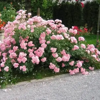 Роза БОНИКА флорибунда в Бресте