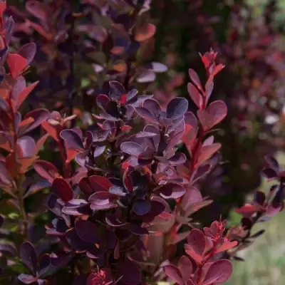 Барбарис ХЕЛМОНД ПИЛЛАР тунберга в Бресте