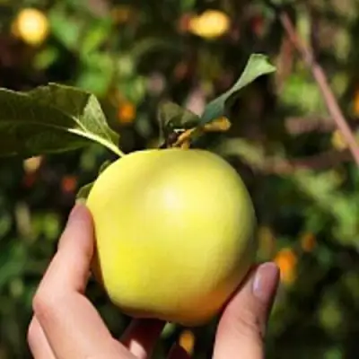 Яблоня РОССИЯНКА в Бресте