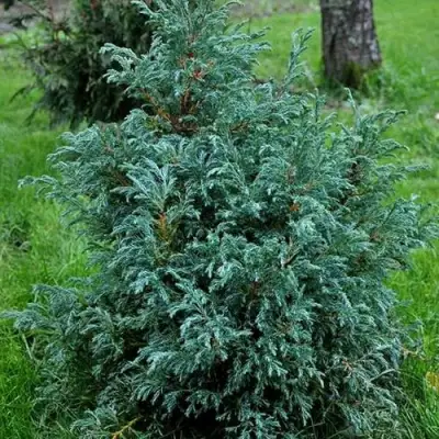 Кипарисовик БЕБИ БЛЮ горохоплодный в Бресте