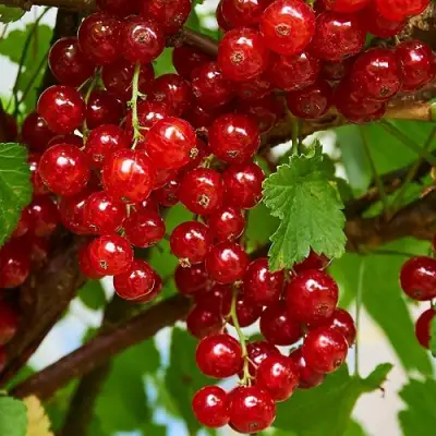 Смородина красная НАТАЛИ в Бресте