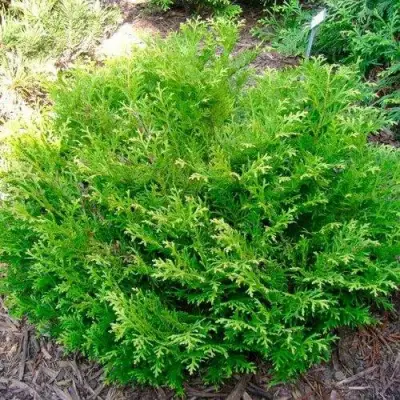 Туевик НАНА долотовидный  в Бресте