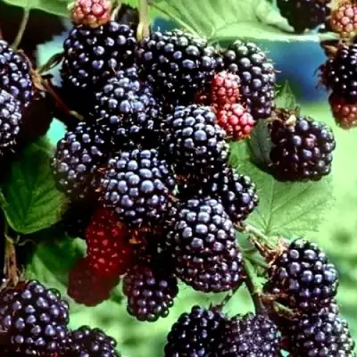 Ежевика ЭВЕРГРИН бесшипная  в Бресте