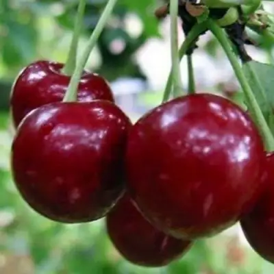 Вишня ГРИОТ БЕЛОРУССКИЙ в Бресте