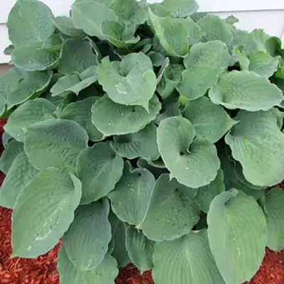 Хоста МУНЛАЙТ СОНАТА гибридная в Бресте