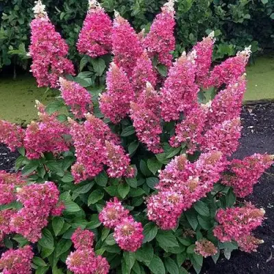 Гортензия МЕГА МИНДИ метельчатая в Бресте