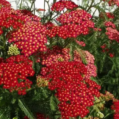 Тысячелистник ПАПРИКА обыкновенный в Бресте