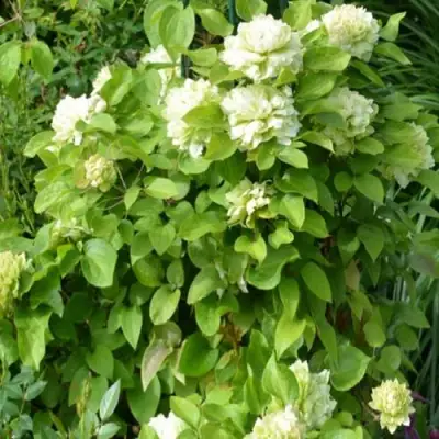 Клематис КОХАНА в Бресте