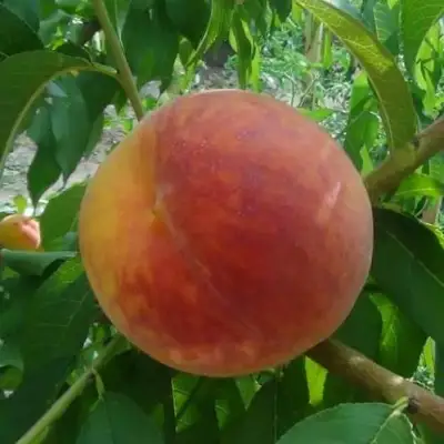 Персик ВАЙН ГОЛД Т3 в Бресте