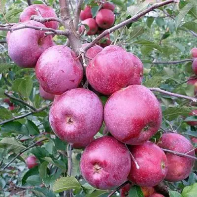 Яблоня ФЛОРИНА в Бресте