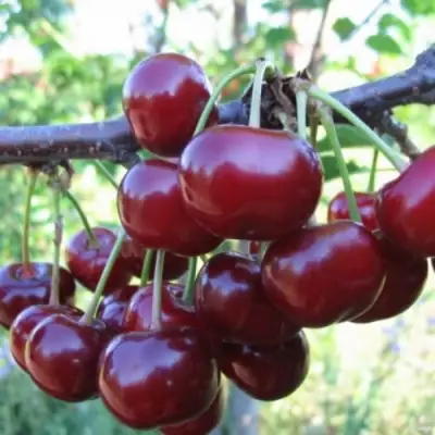 Вишня НОРД СТАР в Бресте