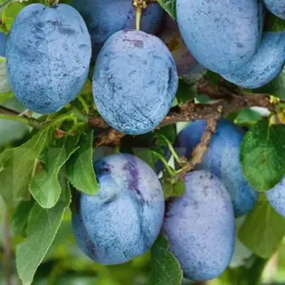 Слива ОДА в Бресте