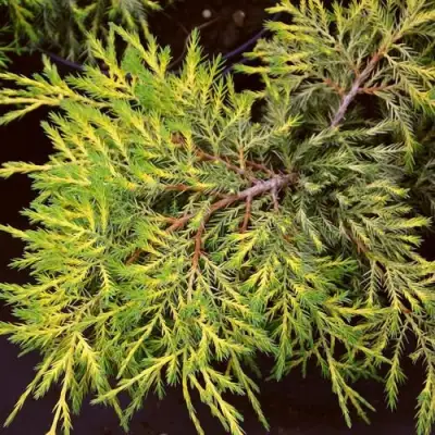 Можжевельник КИНГ ОФ СПРИНГ средний в Бресте