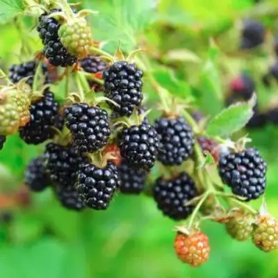 Ежевика АПАЧИ бесшипная  в Бресте