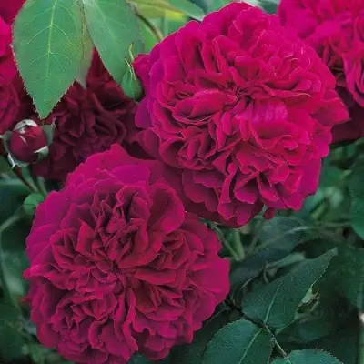 Роза ВИЛЬЯМ ШЕКСПИР английская в Бресте