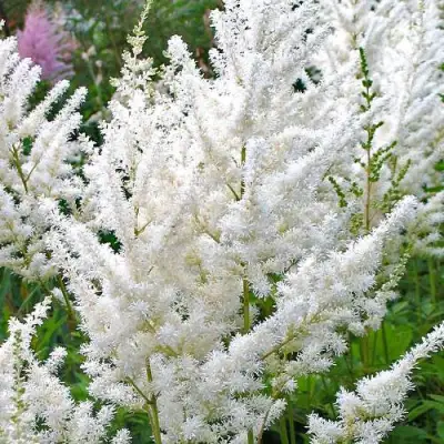 Астильба ДИАМАНТ Арендса в Бресте