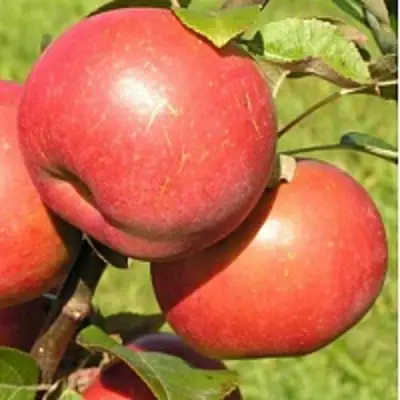 Яблоня РЕДКРАФТ в Бресте