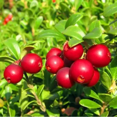 Брусника садовая РЕД ПЕРЛ в Бресте