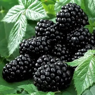 Ежевика БЛЭК БЬЮТИ в Бресте