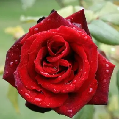 Роза ТАБУ чайно-гибридная в Бресте