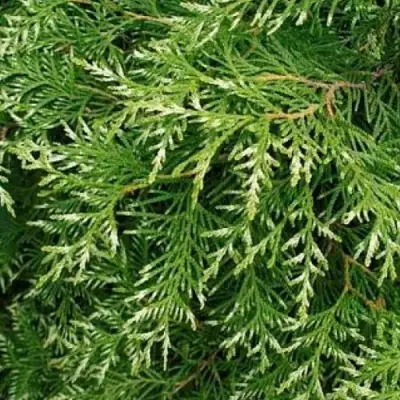 Туя СМАРАГД ВАРИЕГАТА западная в Бресте