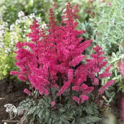 Астильба МУЛЕН РУЖ курчавая в Бресте