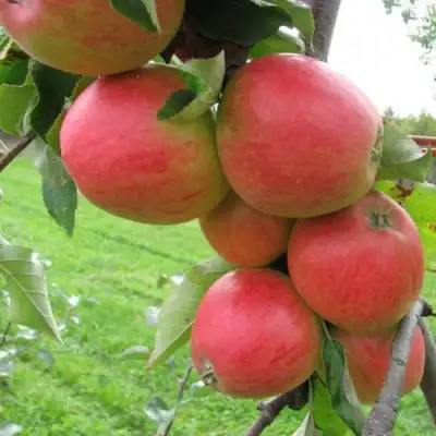 Яблоня ПИККОЛО в Бресте