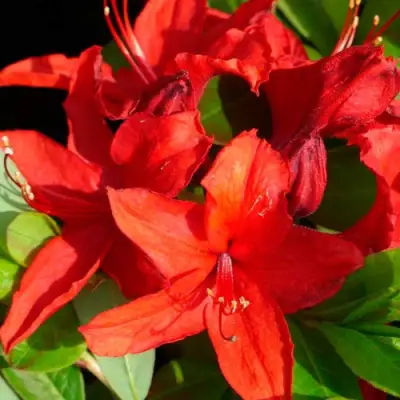 Азалия НАБУКО листопадная в Бресте