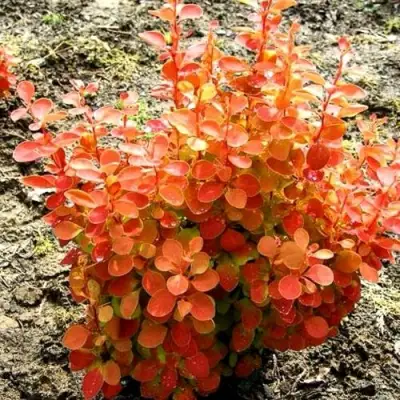 Барбарис ОРАНЖ ФАЙЕР тунберга в Бресте