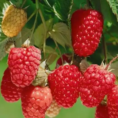 Малина ХИМБО-ТОП в Бресте