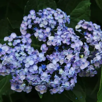 Гортензия АИША крупнолистная  в Бресте