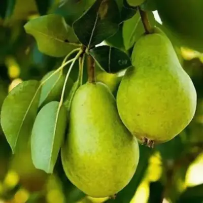 Груша СЕВЕРЯНКА колонновидная в Бресте