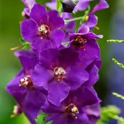 Коровяк ВИОЛЕТТА (вербаскум) в Бресте