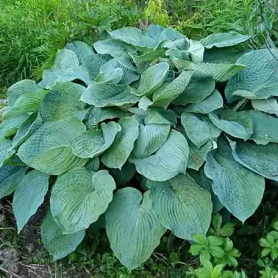 Хоста ЭЛЕГАНС Зибольда в Бресте