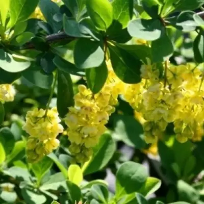 Барбарис ИНДИАН САММЕР  в Бресте