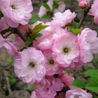 Миндаль ТРЁХЛОПАСТНЫЙ (луизеания) в Бресте