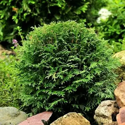 Туя ДАНИКА западная в Бресте