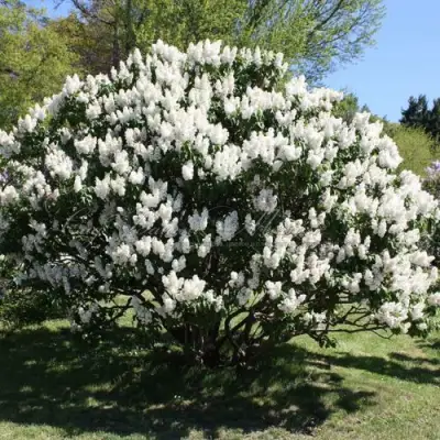 Сирень РОЧЕСТЕР в Бресте
