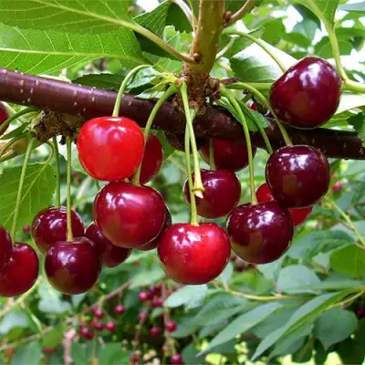 Вишня БРУСНИЦЫНА степная в Бресте