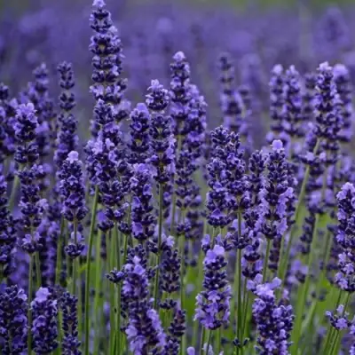 Лаванда МАНСТЕД узколистная в Бресте