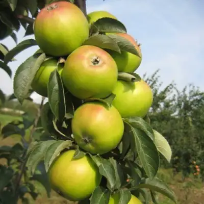 Яблоня ЛУКОМОР колонновидная в Бресте