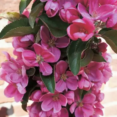 Яблоня ЗЕЛЁНЫЙ БУКЕТ декоративная в Бресте